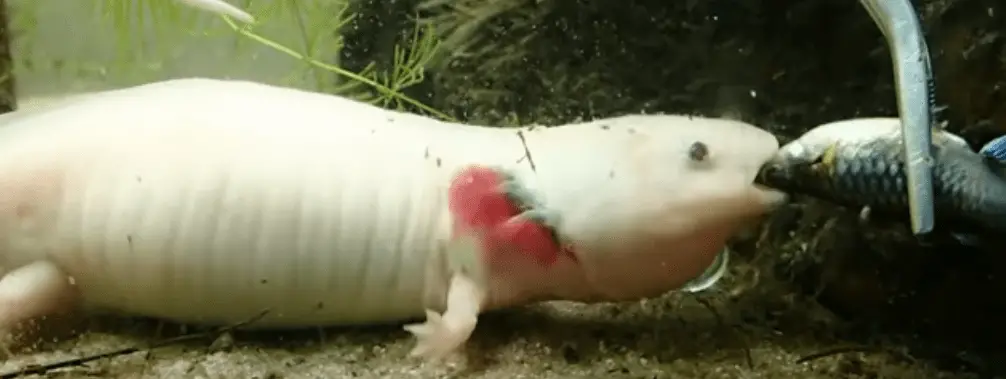 reasons why an axolotl may refuse its food
