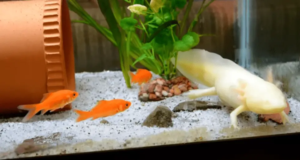 What kind of fish can you keep with an axolotl ?