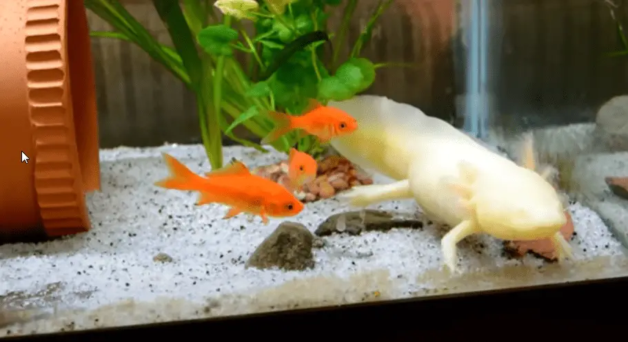 What Are The Best And Safest Axolotl Tank Mates ?