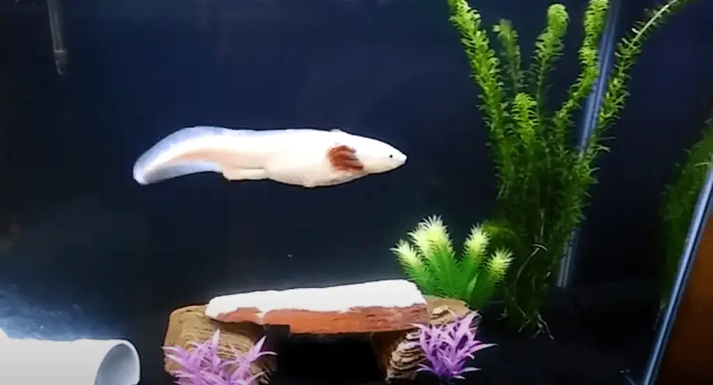 How Active Should An Axolotl Be