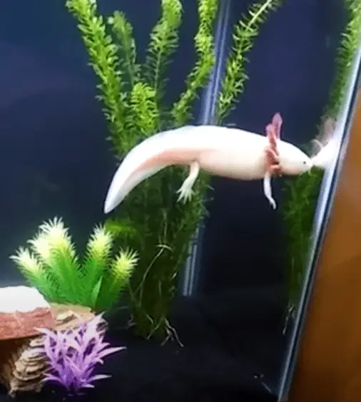 active axolotl 