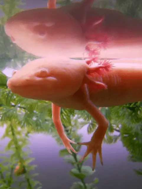 problem of flotation in axolotls