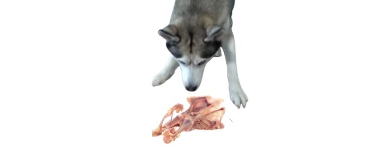 can dogs have uncooked chicken bones ?