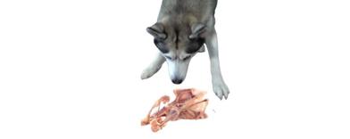 are chicken bones safe for dogs
