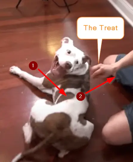 teach a dog to roll over using the lure training