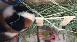 Do guinea pigs need hay
