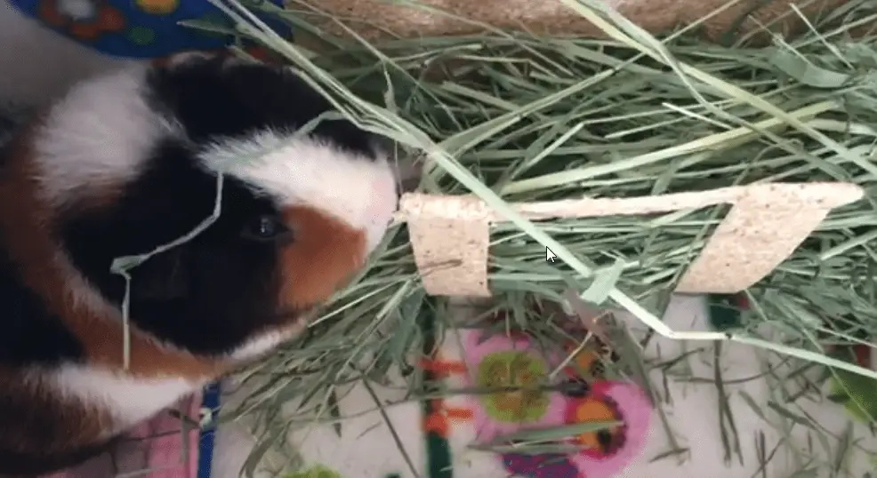 Do guinea pigs need hay 