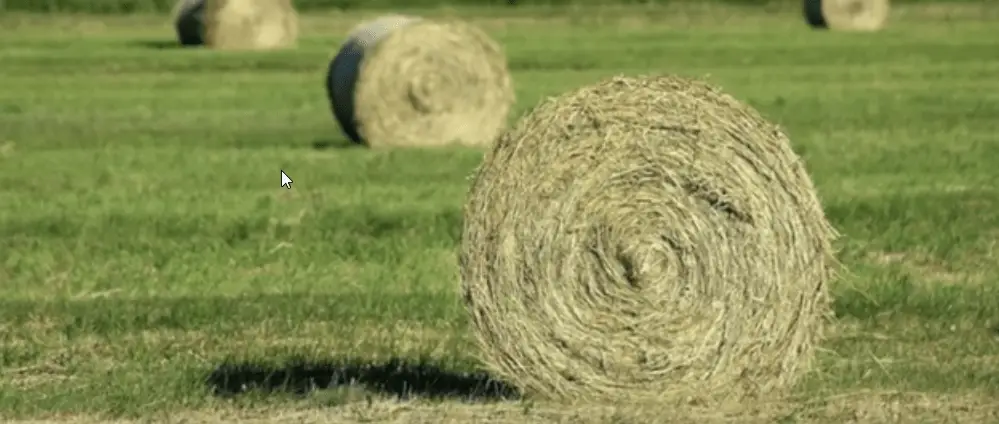 farm hay for guinea pigs ?