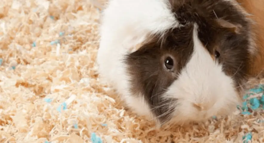 why do guinea pigs may smell bad ?