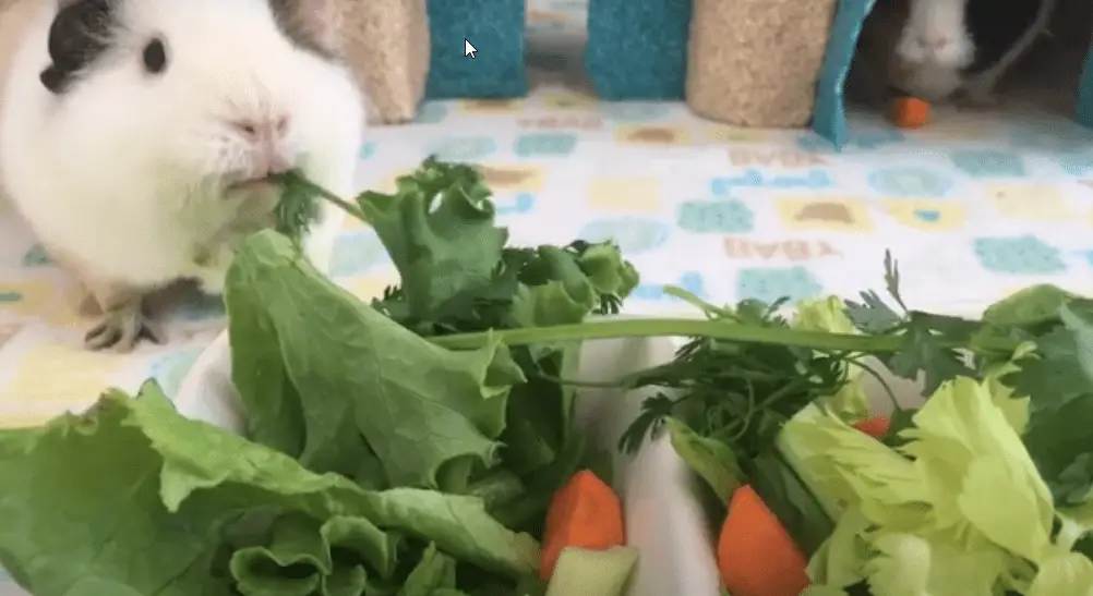 what do guinea pigs eat ?