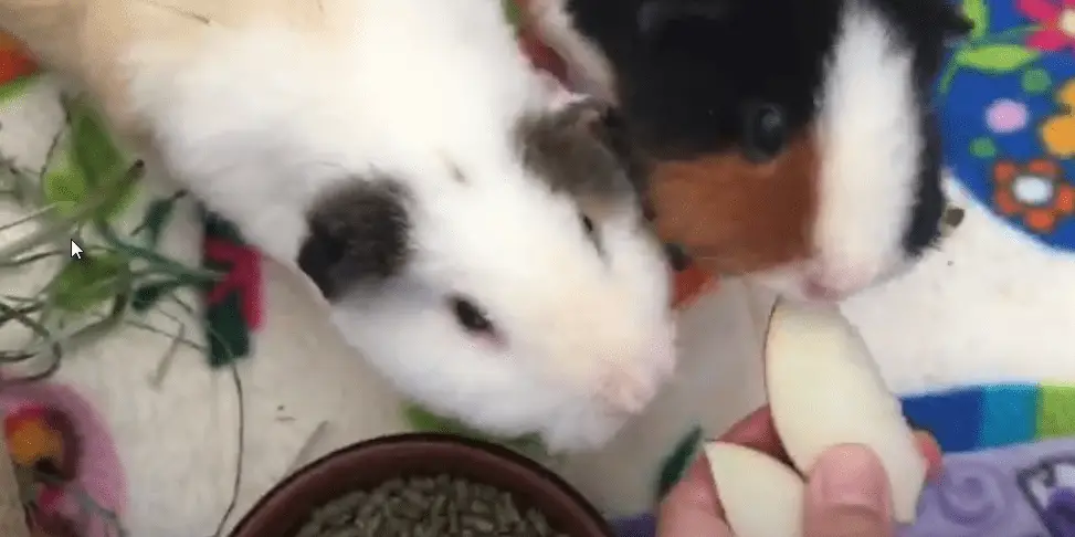 use fruits and treats to gain your guinea pig's love