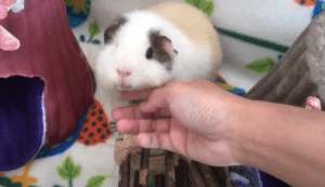 why is my guinea pig biting me hard ?