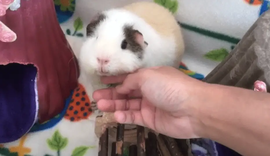 why is my guinea pig biting me hard ?