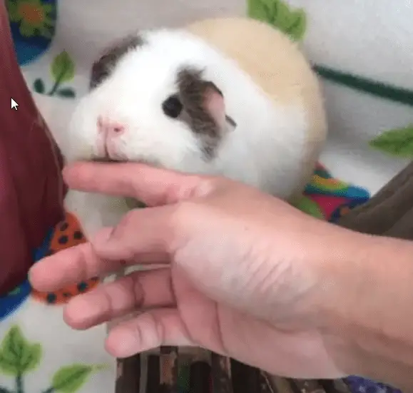 training a guinea pig to not biting