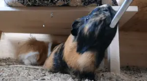how to get my guinea pigs to drink more water ?