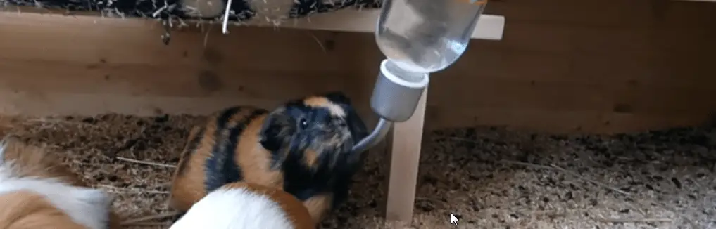 is it better to use a bottle for guinea pigs watering ?