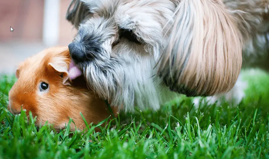 How to Introduce Guinea pig to Dog ?