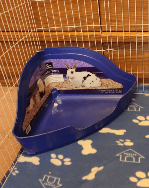 litter box for guinea pig potty training