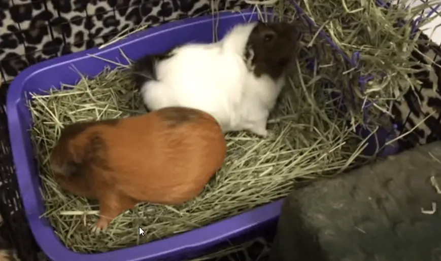 how to potty train a guinea pig fast ?