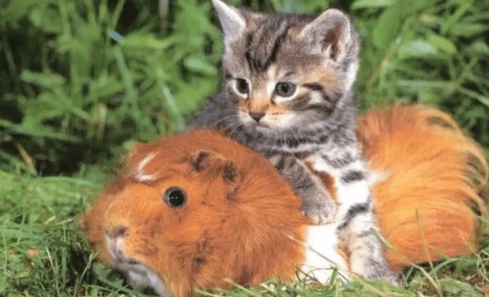 How to introduce a guinea pig to a cat ?