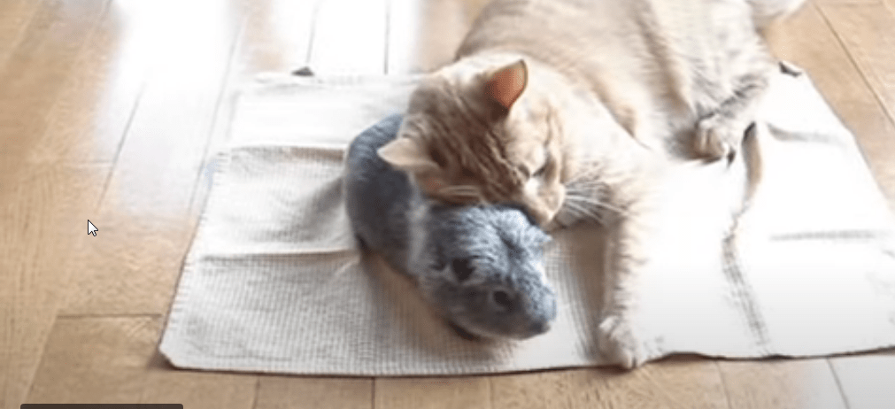 introducing a guinea pig to a cat