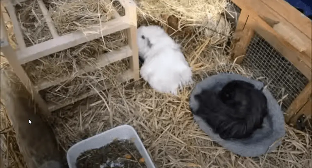 How do I keep my guinea pig warm inside and outside?