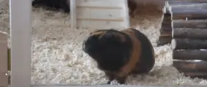 will my guinea pig jump off the bad ?