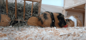 introducing guinea pigs to cats