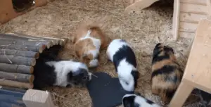 Can guinea pigs kill each other?