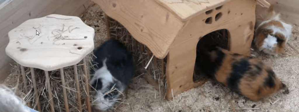 piching the right guinea pig