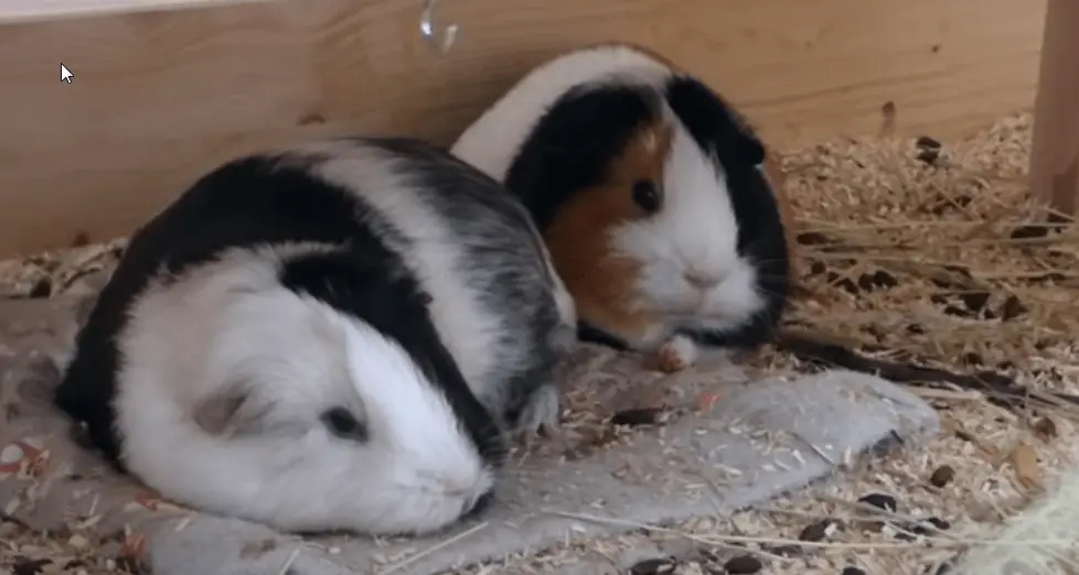 the rules when putting more than one guinea pig in the same cage