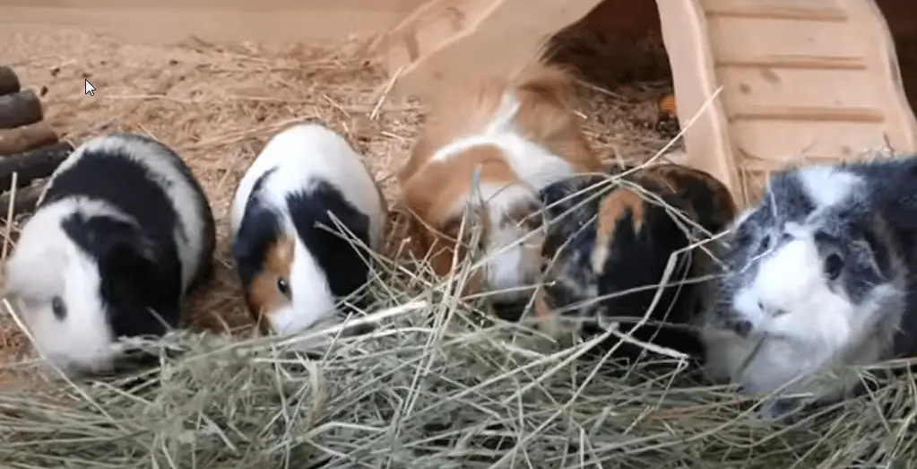 Can my guinea pig see me ?