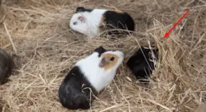 what to look for , first when buying a guinea pig ?