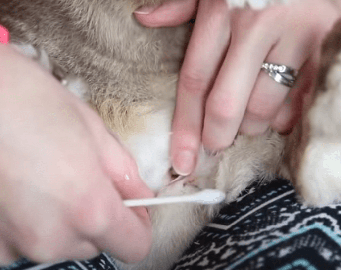 how to clean your rabbit's stinky  scent glands