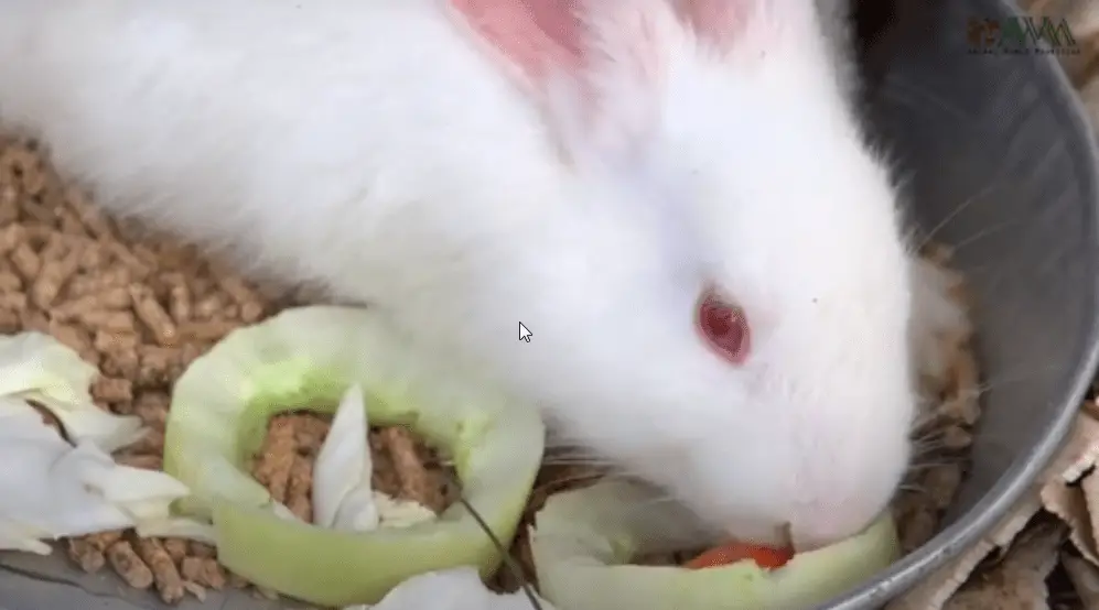 Do rabbits need veggies ?