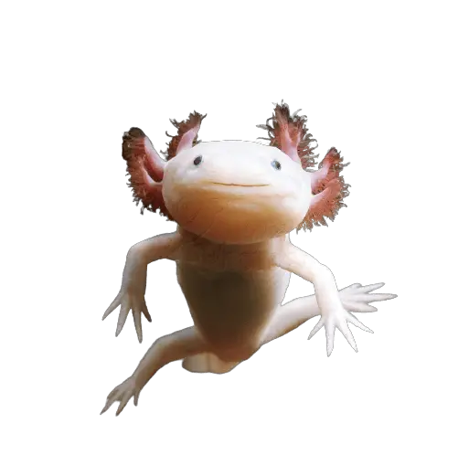 Albino axolotl 1