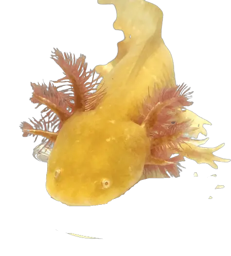 Golden axolotl 2