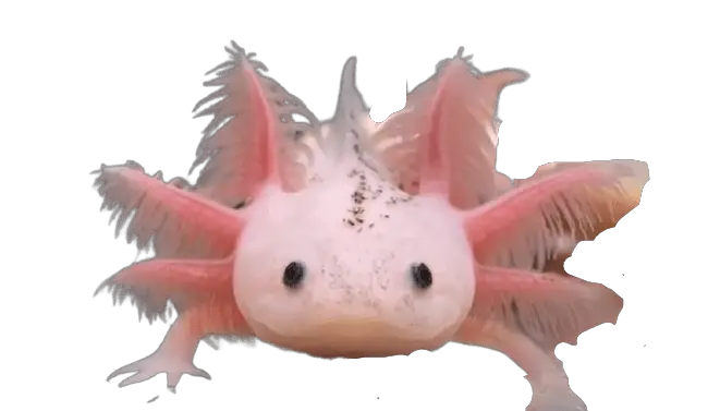 Leucistic axolotl 1