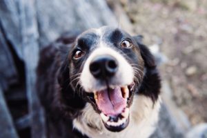 animal blur canine close up