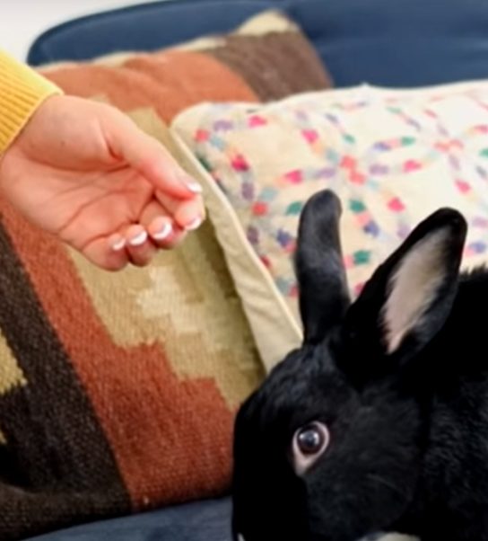 do rabbits recognize their owner