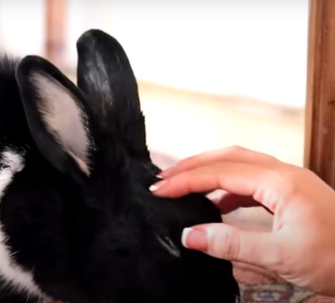 rubbing rabbits head to show him love
