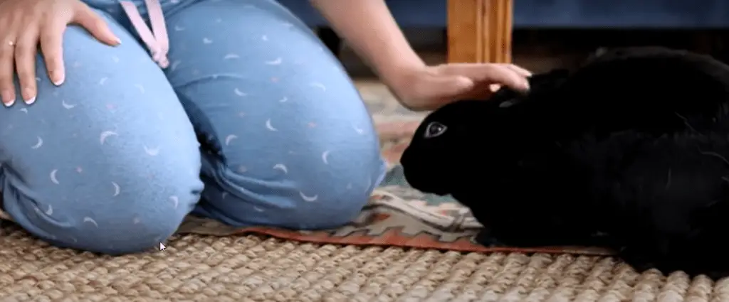 2021 01 18 20 40 02 10 Ways to Tell Your Bunny You Love Them YouTube 1