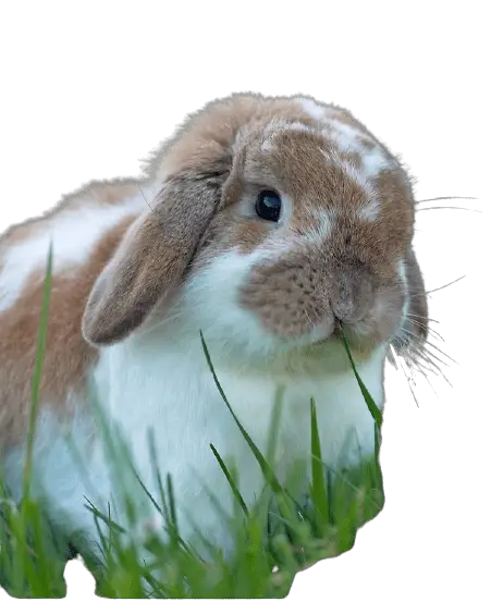 The Best Rabbit Breed to start with