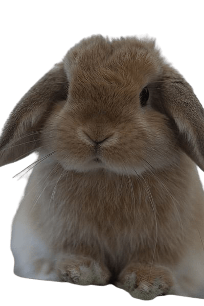 Mini Lop rabbit famillypet