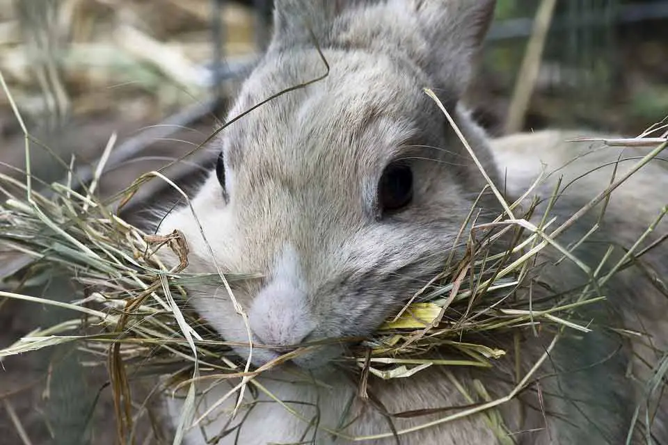 what do bunnies chew on ?