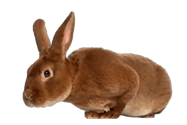 What Rabbit Breed is best for Beginners?