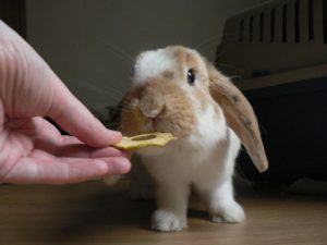 the best treats for pet rabbits