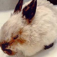 rabbit diseases