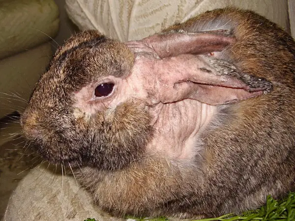 Ear mites in rabbits and their symptoms