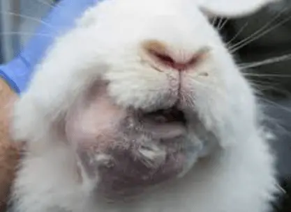 dental abscesses signs in rabbits
